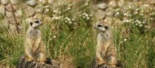 The Meerkat Or Suricate Royalty Free Stock Photography The Meerkat Or Suricate Royalty Free Stock Photography