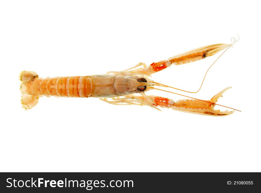 Cooked Langoustine, Norway lobster or Dublin bay prawn viewed from above against white