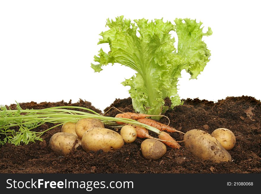 Lettuce growing in soil with freshly picked baby carrots and new potatoes. Lettuce growing in soil with freshly picked baby carrots and new potatoes