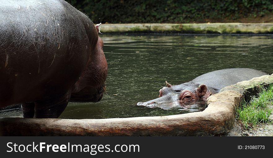 Details of a big hippopotamus