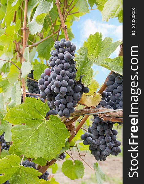 Red Wine Grapes on Vines in Vineyard Against Blue Sky. Red Wine Grapes on Vines in Vineyard Against Blue Sky