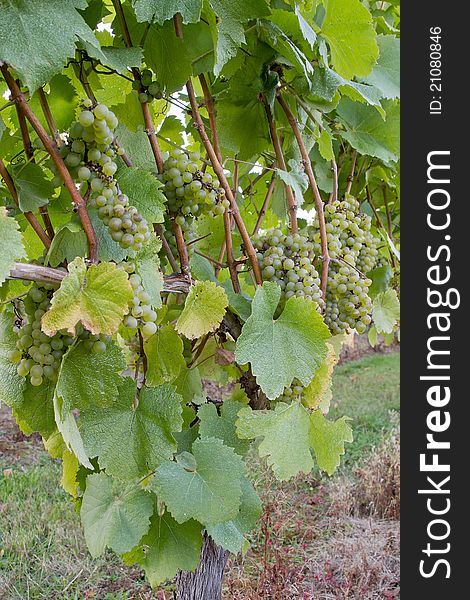 Vineyard White Wine Grapes