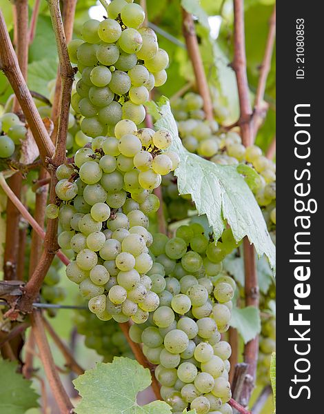 Bunches of White Wine Grapes