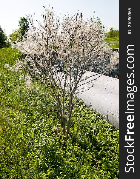 Tree Covered With Cocoons Of Larvae