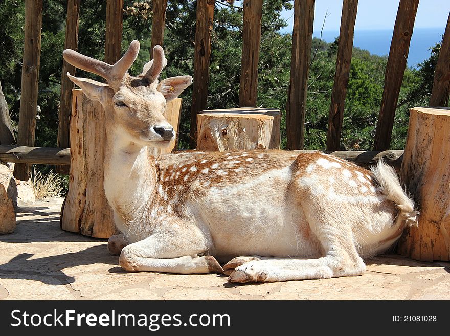 Deer In The Nature Park Of Zakynthos Askos