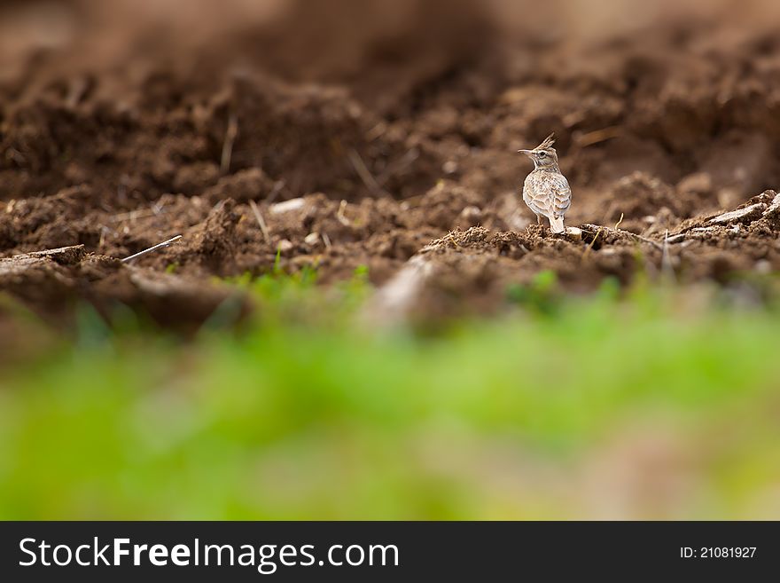 Crested Lark sitting in fresh plowed ground in spring. Crested Lark sitting in fresh plowed ground in spring.