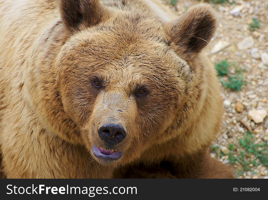 Brown Bear, Picture taken from in a tree. Brown Bear, Picture taken from in a tree