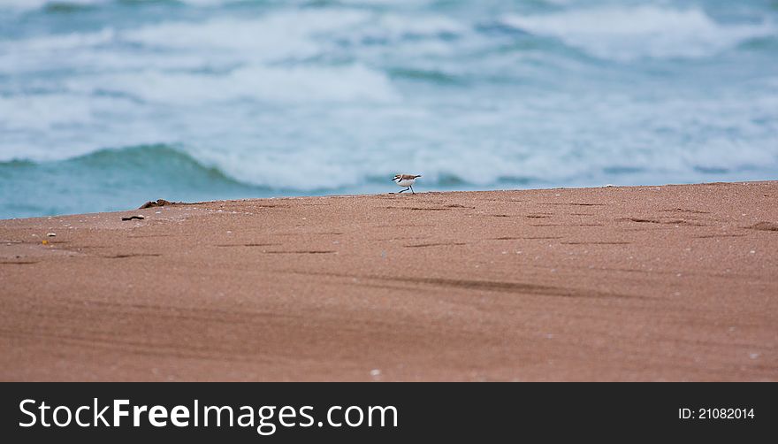 Ringed plover