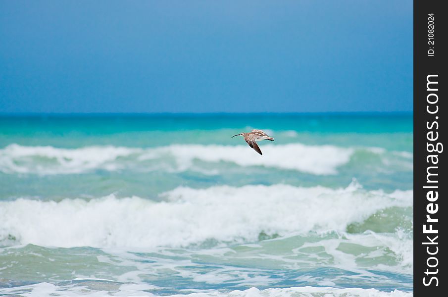 Eurasian Curlew in flight at Karatas beach, Turkey.