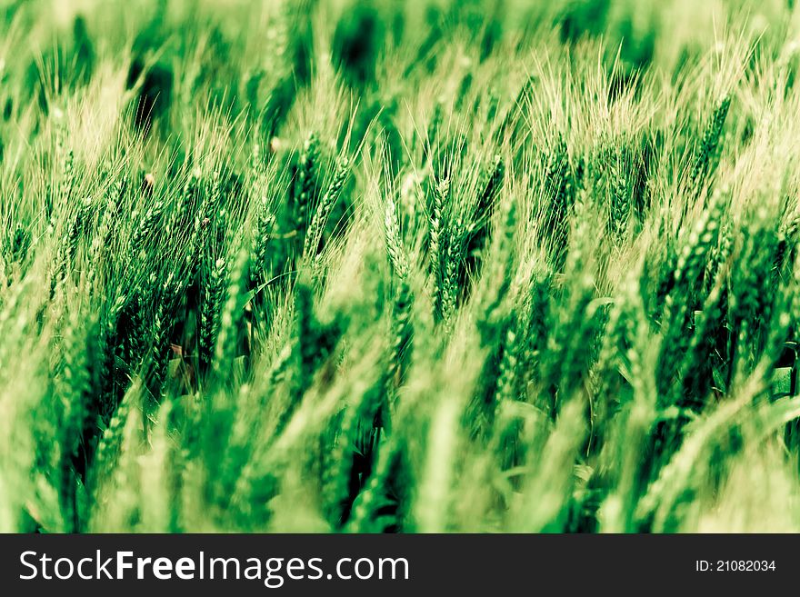 Wheat in spring