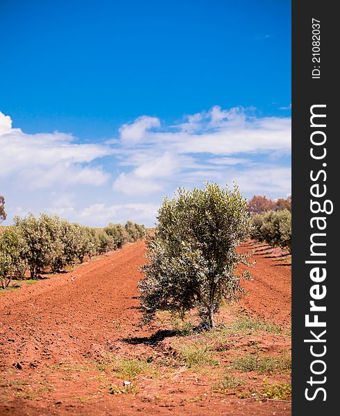 Olive trees orchard in spring, in Turkish countryside.