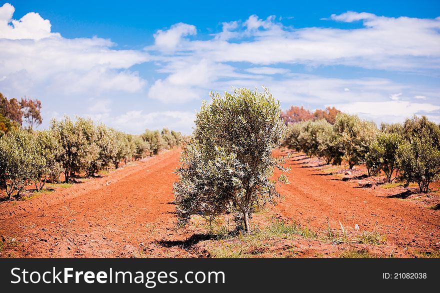 Olive trees orchard in spring, in Turkish countryside.