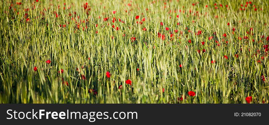 Panoramic landscape of a field of poppies in spring.