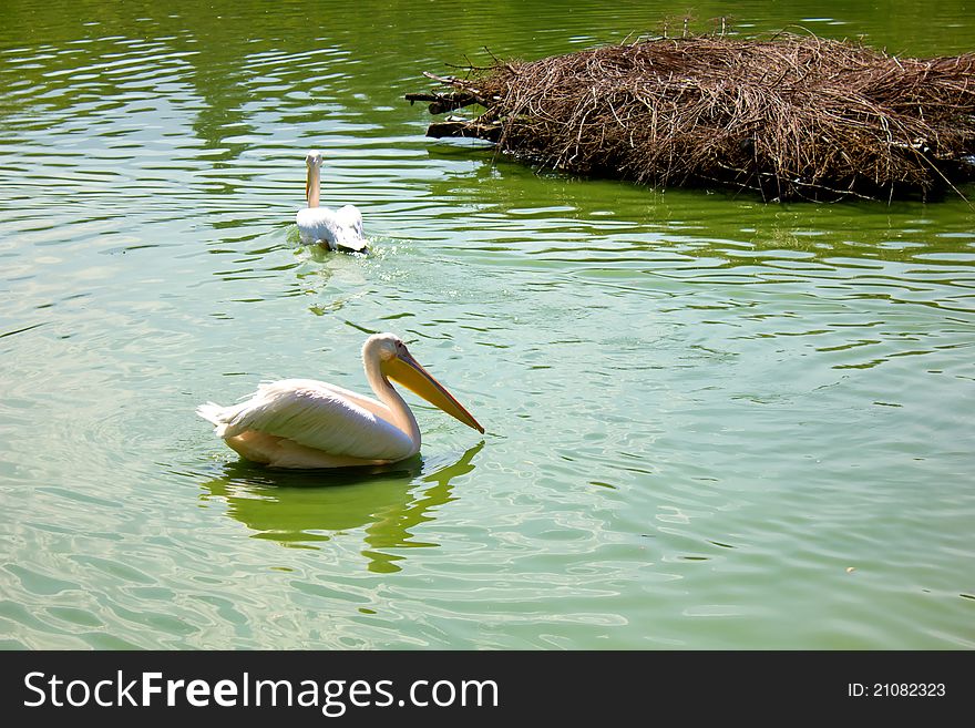 Pelican swimming to nest in the lake