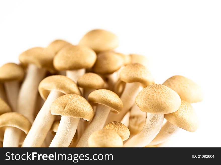 Pioppini mushrooms isolated on a white background