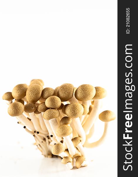 Pioppini mushrooms isolated on a white background