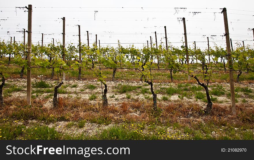 Barbera vineyard during spring season, Monferrato area, Piedmont region, Italy. Barbera vineyard during spring season, Monferrato area, Piedmont region, Italy