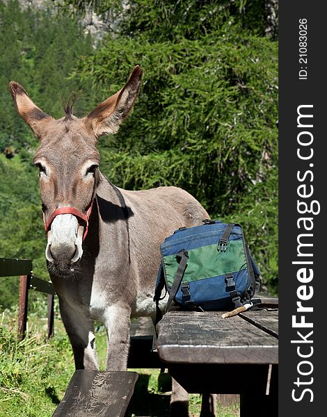 Free donkey on Italian Alps, looking to the camera. Free donkey on Italian Alps, looking to the camera