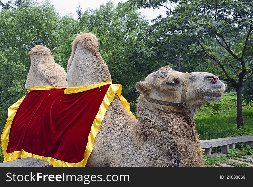 Two humpback camel with red carpet. Two humpback camel with red carpet