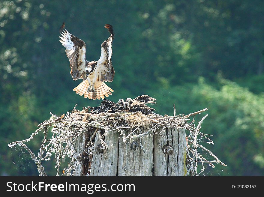 Osprey nest landing