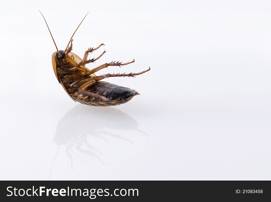 Cockroach close up over clear background. Cockroach close up over clear background