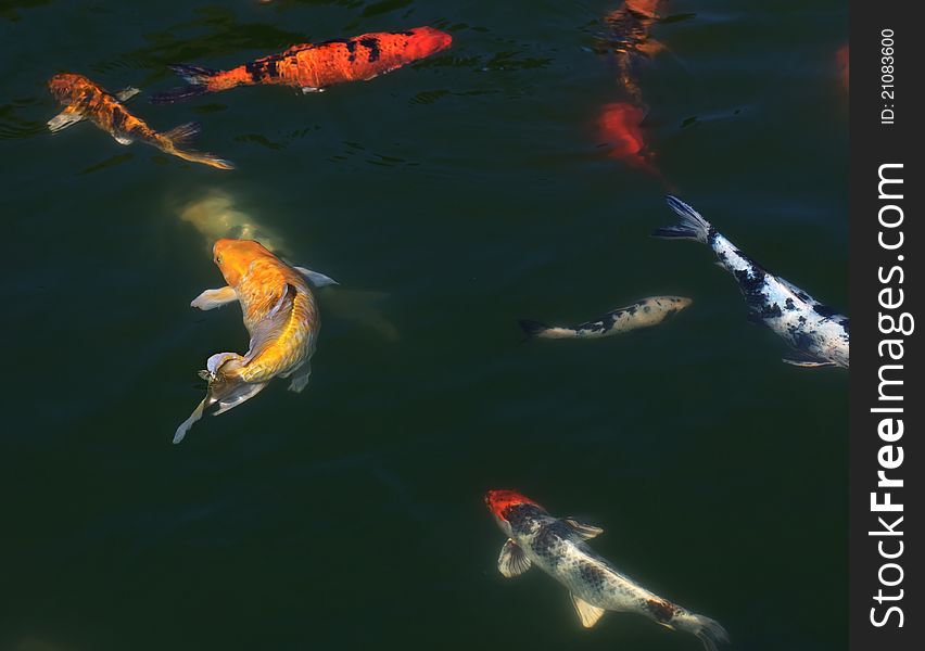 Koi In The Pond.