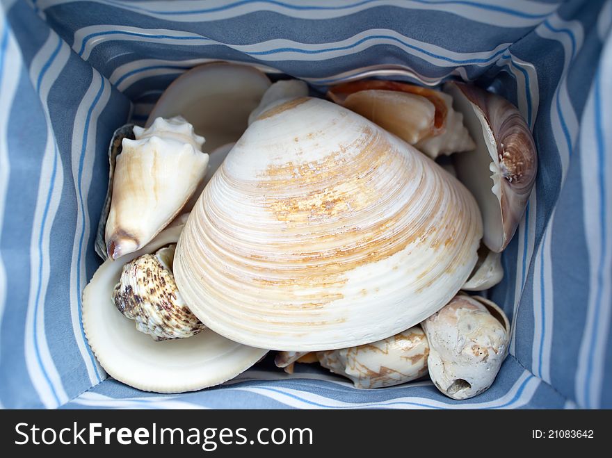 A variety of shells in a cloth-lined basket. A variety of shells in a cloth-lined basket.