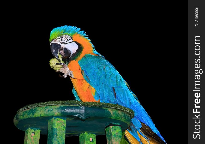 Isolated Portrait of a Macaw Isolated on a Black Background and eating broccoli. Isolated Portrait of a Macaw Isolated on a Black Background and eating broccoli.