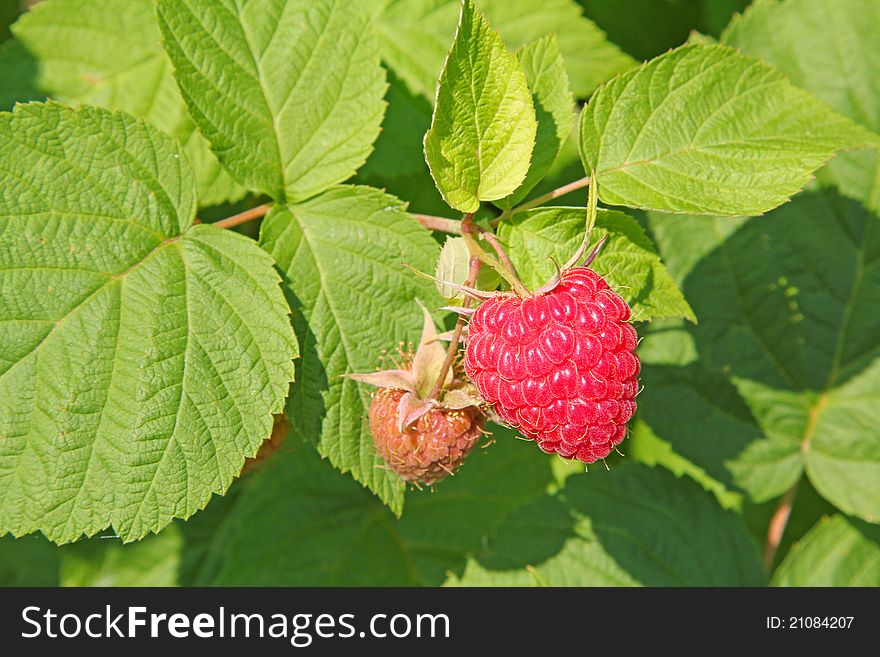 The red ripe raspberry on the green bush background