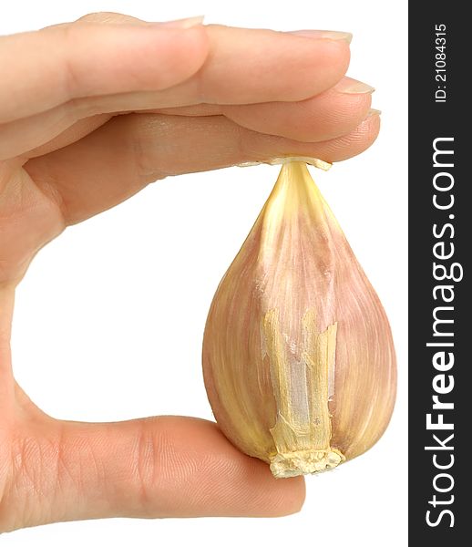 A hand holding a large clove of garlic against white background. A hand holding a large clove of garlic against white background