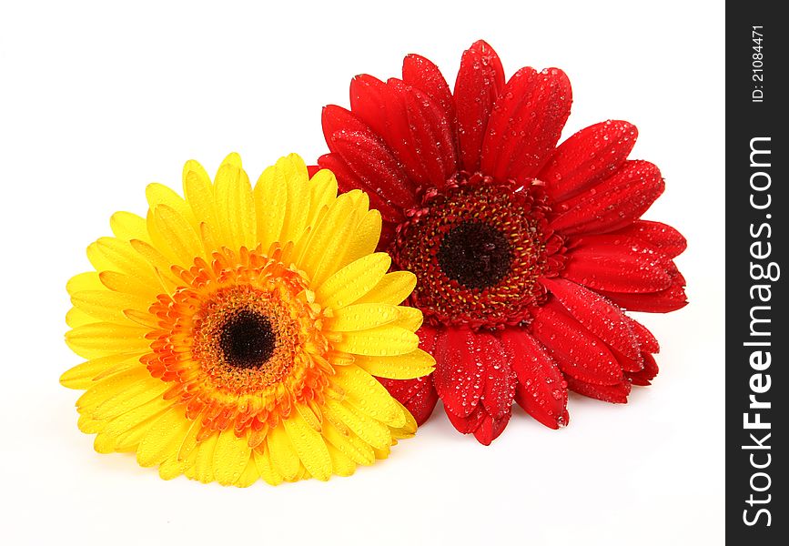 Color flowers on a white background