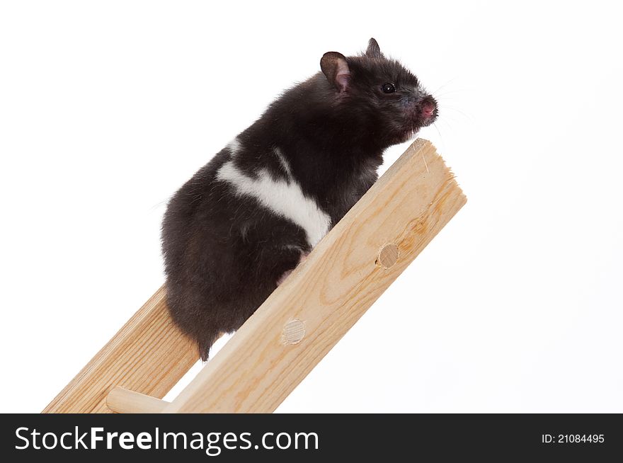 Ambitious hamster succeeding to get to the top of a corporate ladder. Ambitious hamster succeeding to get to the top of a corporate ladder