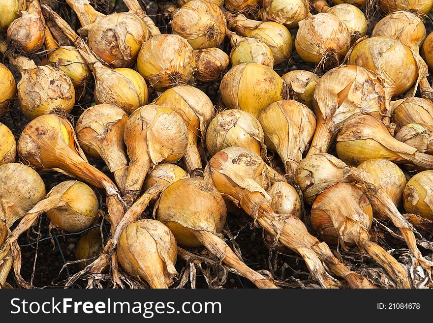 Fresh Bulbs Of Onions