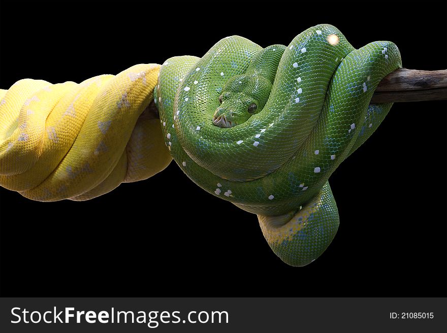 Emerald Tree Boa Closeup