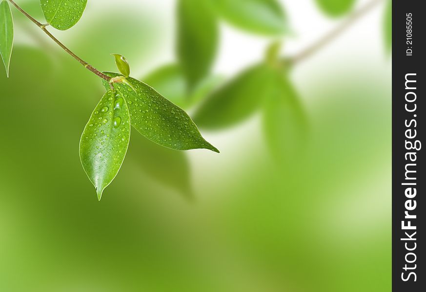 Branch of tree with lush green foliage