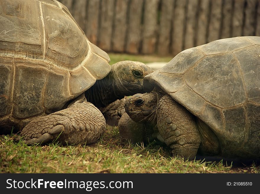 Large image of a head of very big tortoise