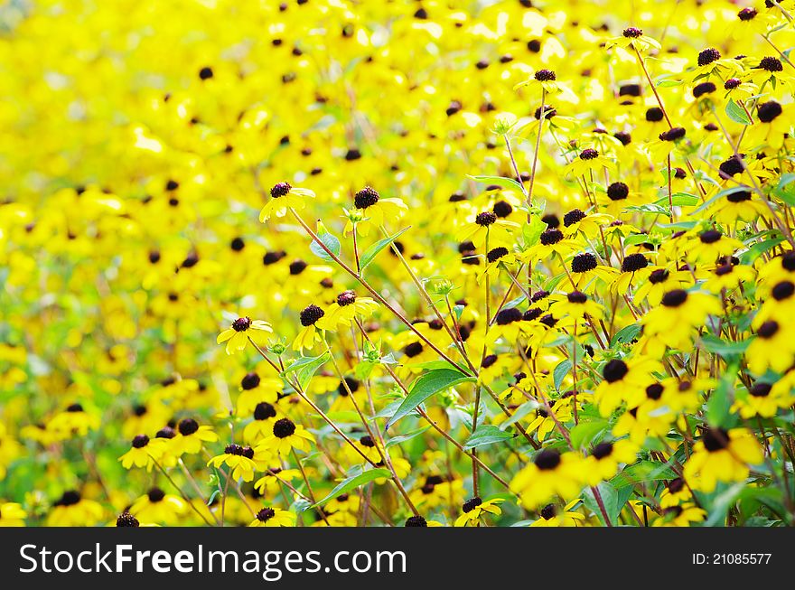 Abstract yellow flowers on field