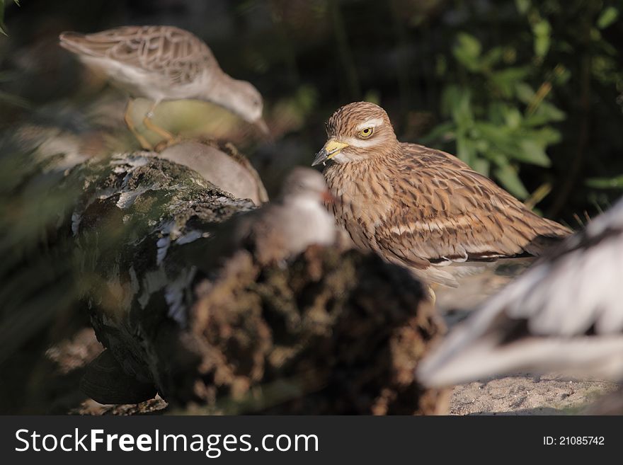 The standing stone curlew in the forefront, with another one in the background.