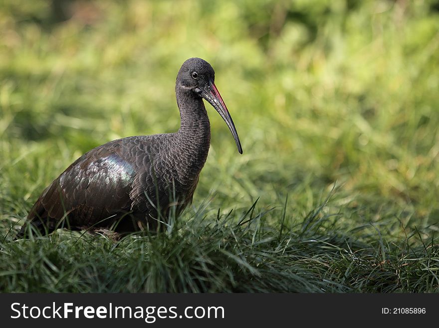 The hededa ibis in the grassland. The hededa ibis in the grassland.