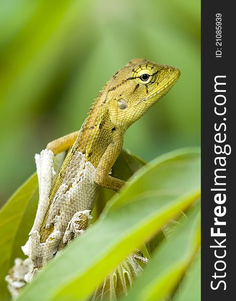 Thai chameleon on tree and the backdrop of the green leaf