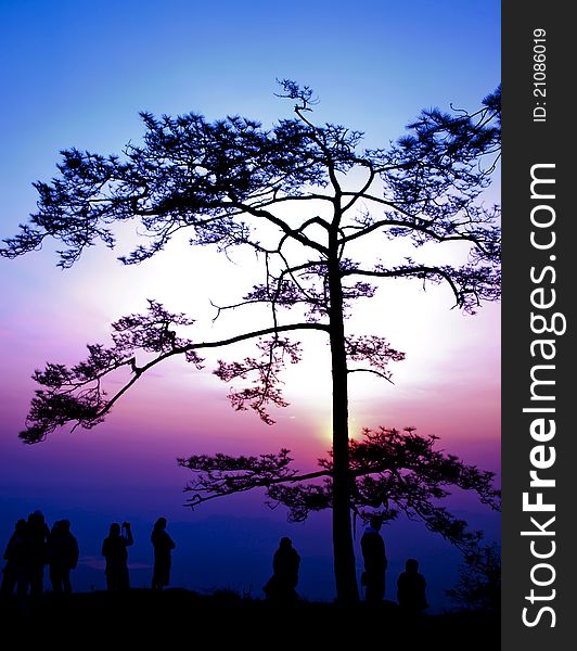 Big tree silhouetted on sunrise