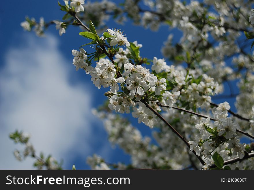 White branch of flowers on a background blue sky. White branch of flowers on a background blue sky