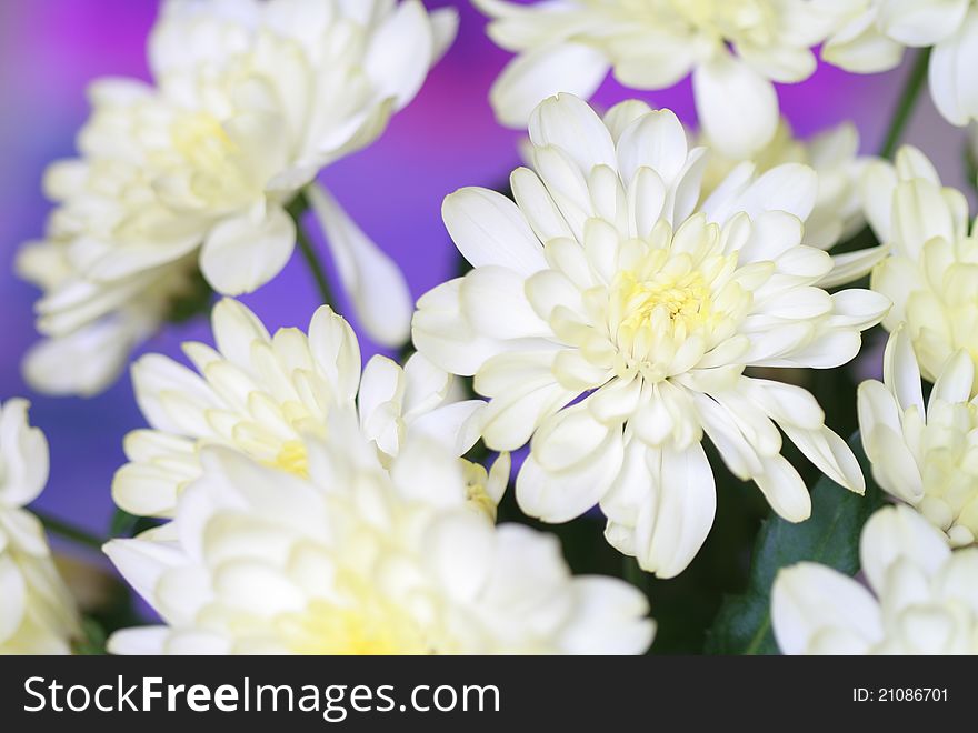 Close-up of white  chrysanthemum