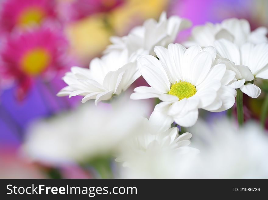 Close up of white chrysanthemum