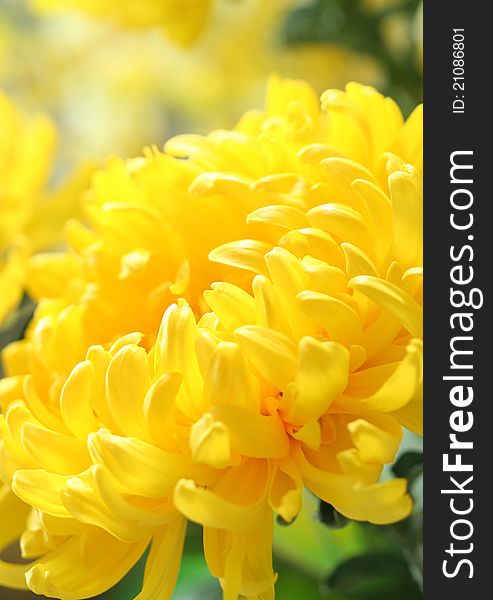 Close-up of yellow chrysanthemum