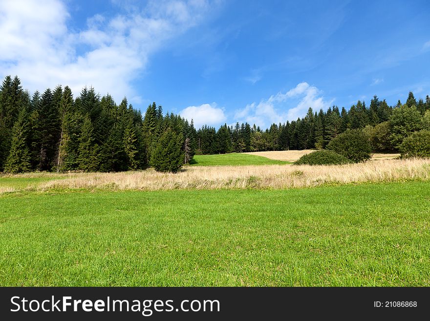 Green forest with fields and blue sky. Green forest with fields and blue sky