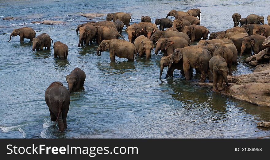 Elephants Bathing in Sri Lanka from an elephant santuary