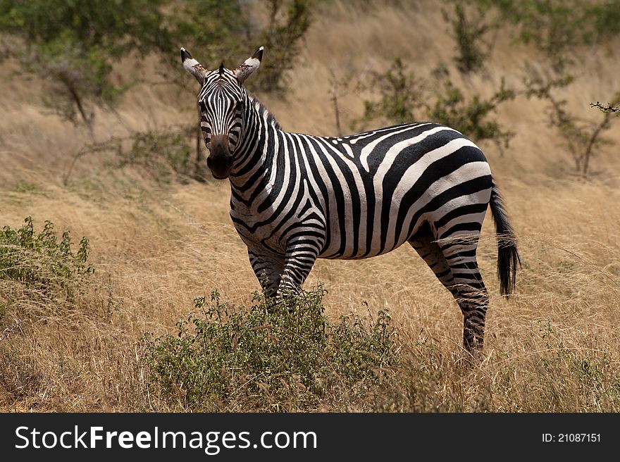 Zebra in africa national park