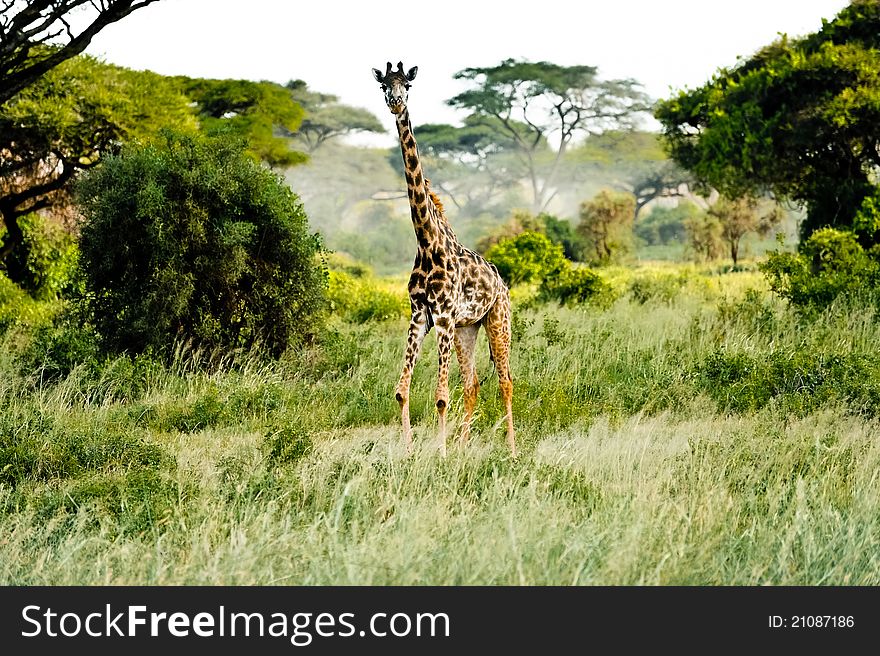 Looking single giraffe in kenya