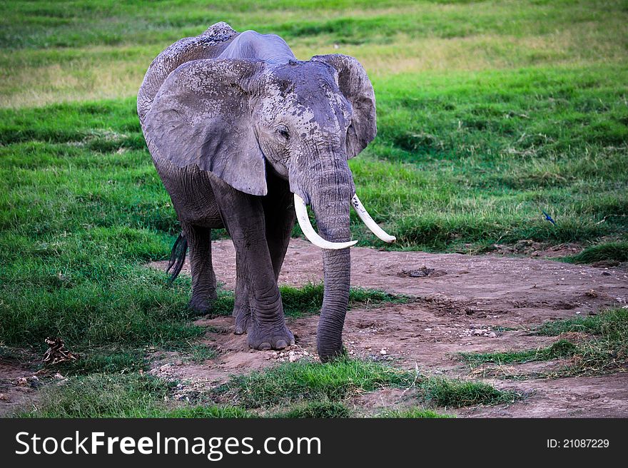 Small baby elephant from Africa